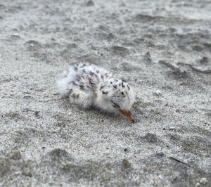 Precious least tern chick on Ocracoke Island
